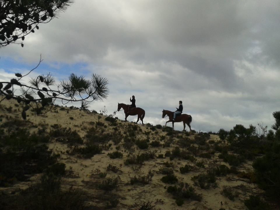 cavalos na areia