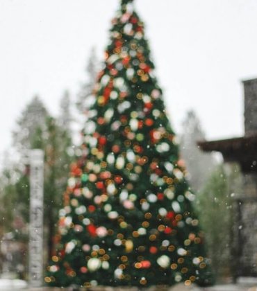 Árvores de Natal: Descobre as mais bonitas do País!